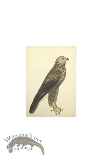 ROUGH-LEGGED BUZZARD . PL 14